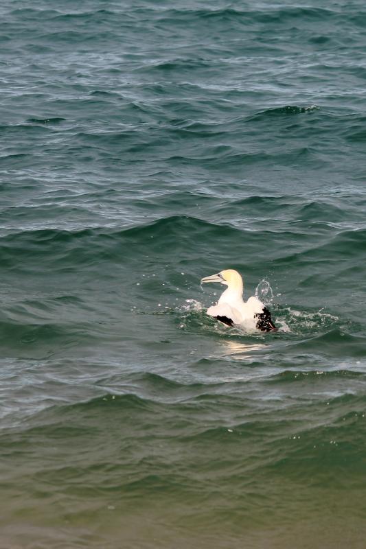 Australasian Gannet (Morus serrator)